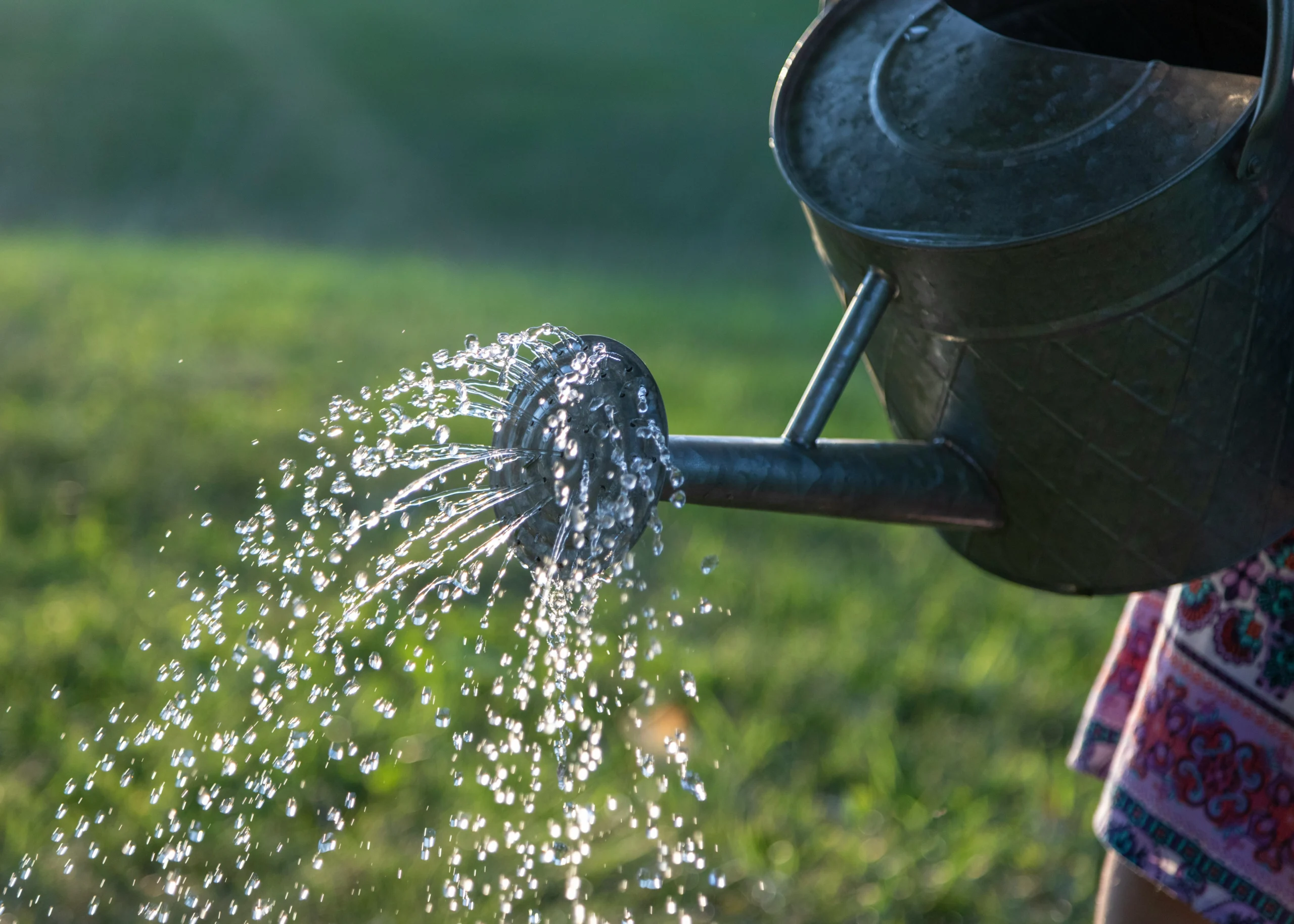 Water spouting from a metal watering cap with green grass in the background and hazy sunshine